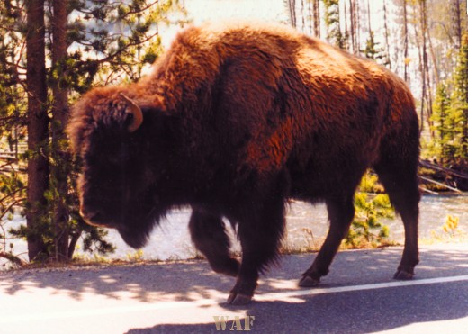 Wyoming Bison walking down the street
