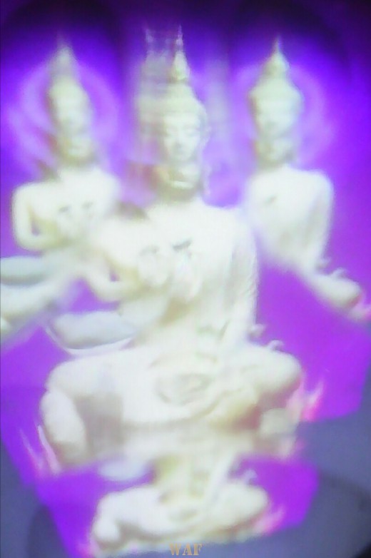 Buda vibrátil
