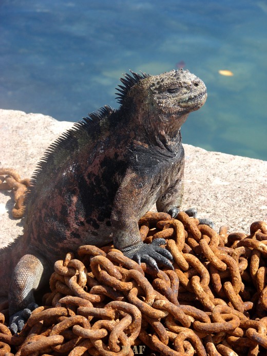 Marine Iguana at the water