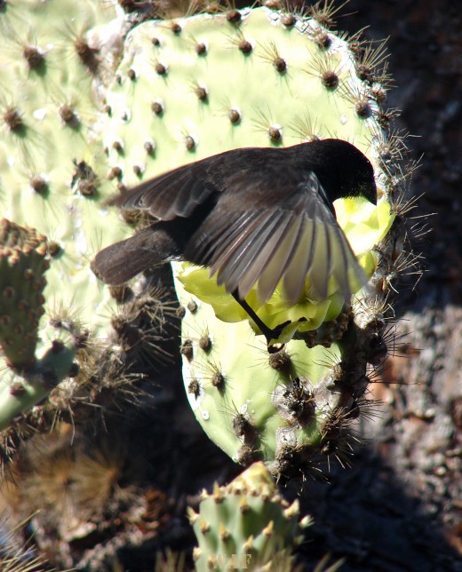 a Finch in Flight