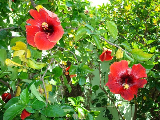 HIbiscus Sinensis