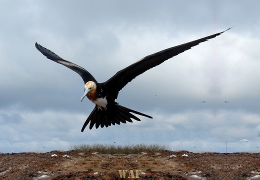 Great Frigate bird in flight