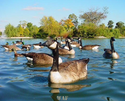 Ducks on the water in Nashville TN 10/28/05