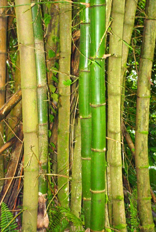 Bamboo in el Yunque Tropical Rain Forest