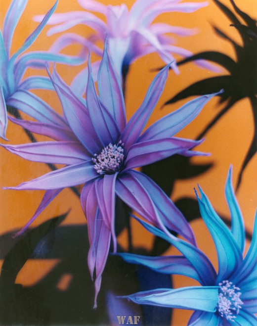 Flowers, photographed with a black light