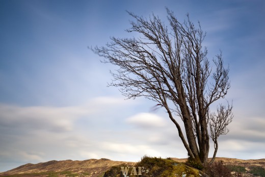 Dancing Tree