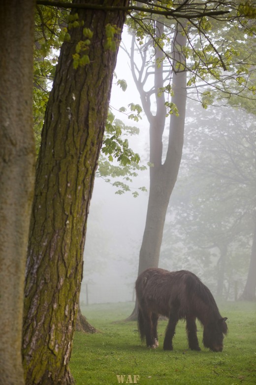 Foggy Horse