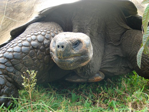 a Tortoise on the Galapagos Islands (the Highlands, at Santa Cruz Island 12/27/07)