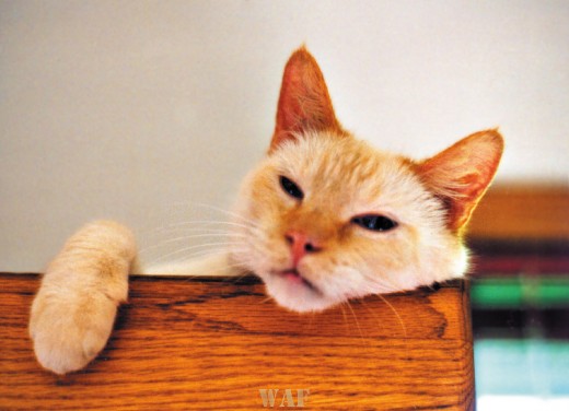 John Galt (the white cat, "Johnny") on a bookshelf