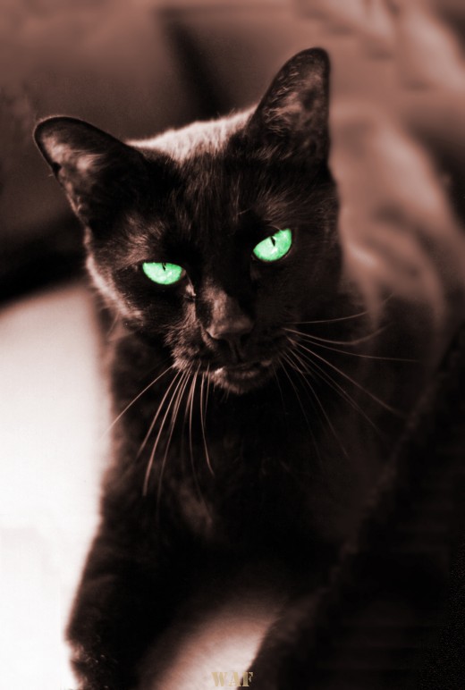 Katie (the black cat)
