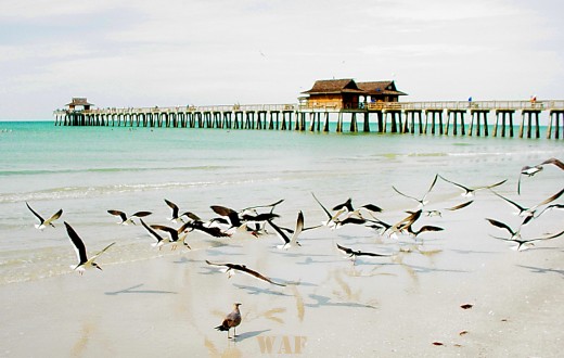 birds in flight at Naples Pier (Naples, FL December 2004)