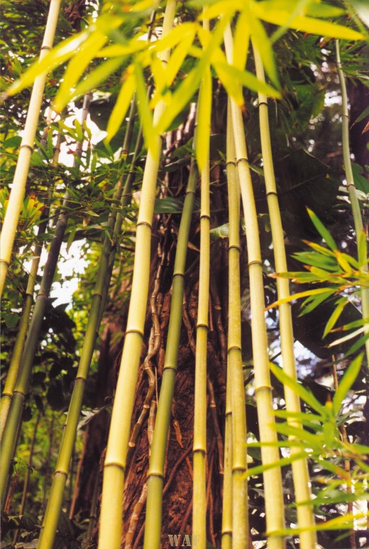 bamboo in an Oahu bamboo forest (2001)