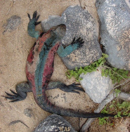 a Marine Iguana on the Galapagos Islands (Punta Suarez, at Espanola Island 12/25/07)