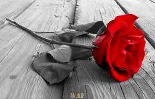 Rose to you my love...