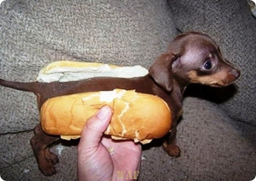 Hot Dog, Alguém é Servido?...
